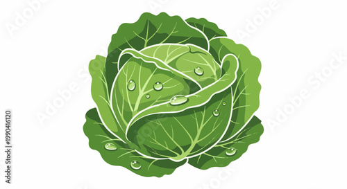 Fresh green cabbage with water droplets, a healthy vegetable