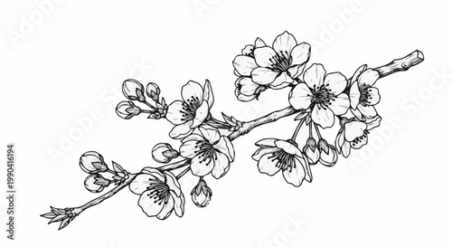 Delicate black and white drawing of a flowering branch, showcasing detailed blossoms and buds on a stark white background