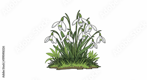 A bunch of white snowdrop flowers with green leaves and grass