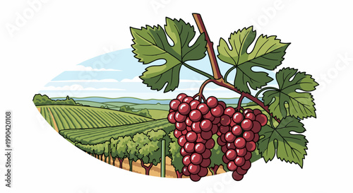 Grapes on vine with vineyard landscape background