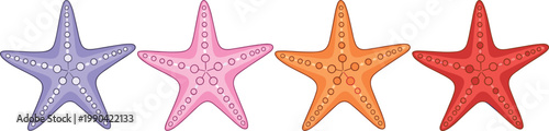 Row of colorful starfish sea stars isolated on white marine life illustration