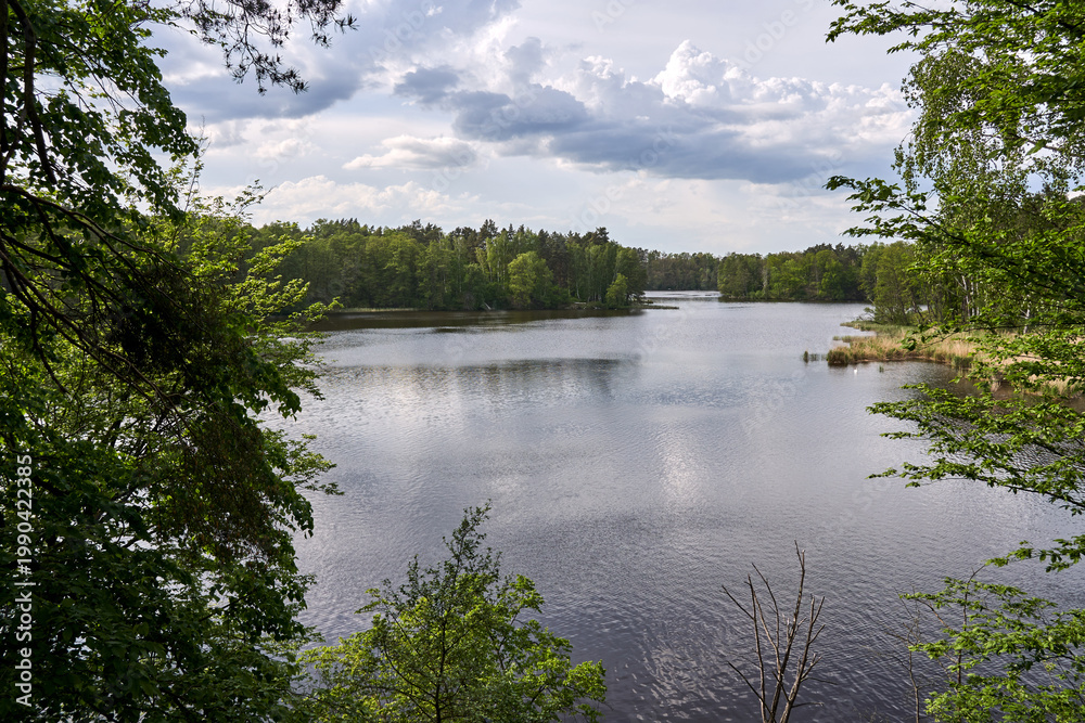 Fototapeta premium Deciduous forest on the banks of the Obra River reservoir during summer