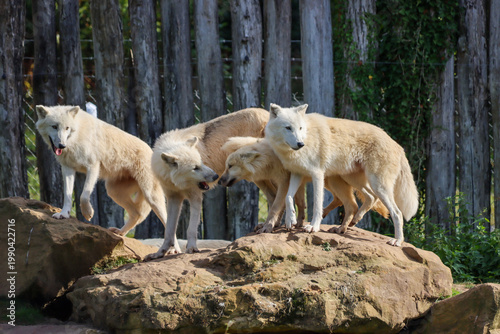 Obraz na płótnie meute de loups artiques