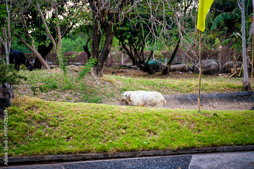 White Goat Grazing on Grass in Rural Outdoor Setting