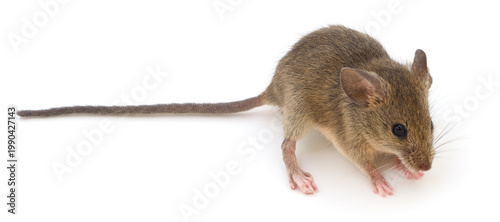 Small wood mouse isolated on white background