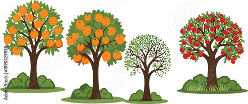 Fruit tree collection with orange and apple trees in different seasons, detailed flat vector illustration set for agriculture, gardening and nature design