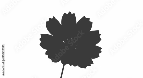 Silhouette of a single cosmos flower with delicate petals.