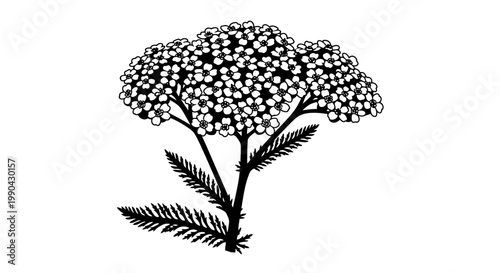 Illustration of a Yarrow plant with delicate white flowers and feathery leaves.