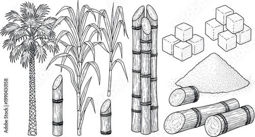 Sugarcane plant process illustration with palm tree cane stalk sugar cubes and granules isolated on white background for agriculture and food production concepts