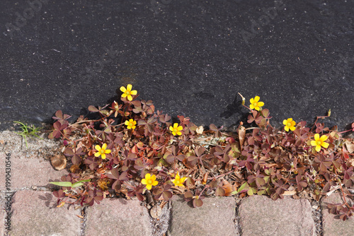 Oxalis corniculata, creeping woodsorrel, procumbent yellow sorrel, sleeping beauty. Yellow flowers, street, black wall. Spring, April, Netherlands