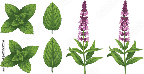 Herbal mint leaves and flowering plant vector illustration set with green foliage and medicinal botanical elements in detailed cartoon style