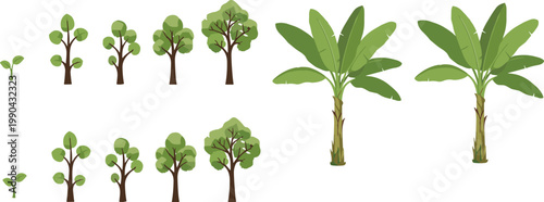 Tree growth stages collection with young plants to mature trees and banana plants, flat vector illustration set for nature, agriculture and environmental design
