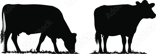 Cow silhouettes set, farm cattle grazing and standing on grass, livestock animal vector illustration design