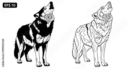 Majestic Howling Gray Wolf Color and Line Art Vector Set