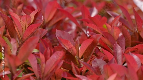 Close up of dense red photinia foliage moving slightly in garden landscape design commercial botanical background for natural textures and spring themes