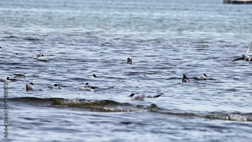 Cinematic slow motion of a flock of seagulls resting and bobbing on blue ocean waves during a sunny day in their natural marine habitat