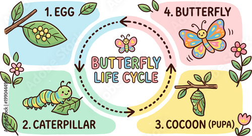 Butterfly life cycle for preschool kids
