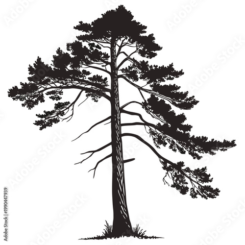 Redwood tree silhouette tall straight trunk sparse high canopy