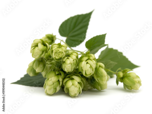 Fresh hop cones surrounded by green leaves and buds on a plain background