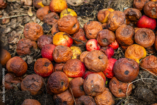 Foto A heap of rotten apples lies on soil showing wrinkles spots and collapse