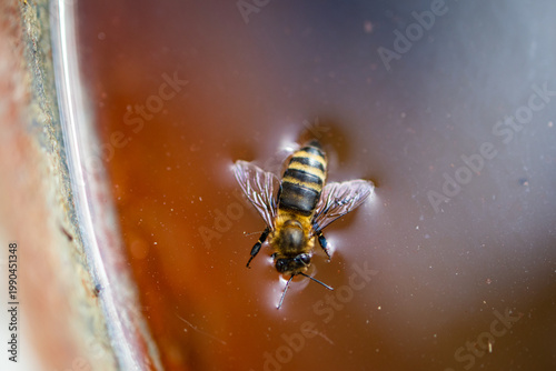 Foto Top view of a honeybee adrift on quiet water beside a rough bowl wall