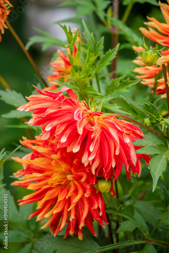 Vibrant orange and red dahlias bloom beautifully in a lush garden during warm summer days