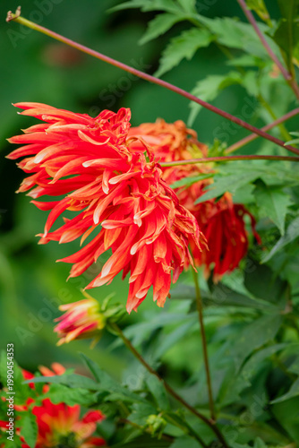 Vibrant red flowers bloom under a lush green backdrop in a tranquil garden setting
