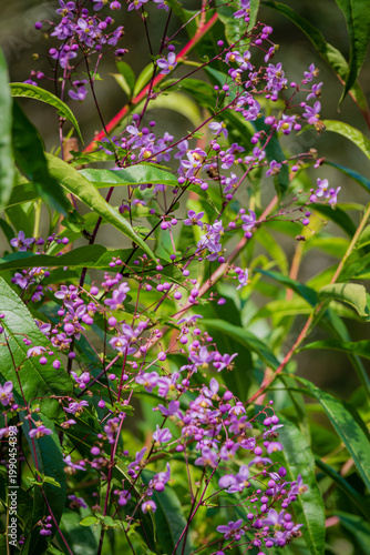 Delicate purple blooms dance among lush green leaves in a vibrant garden setting