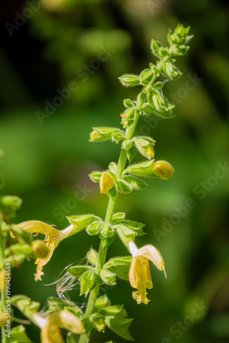 Flowers bloom on a vibrant green stem under warm sunlight in a serene garden setting