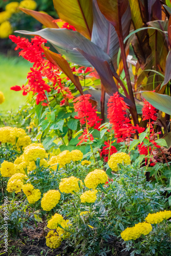 Vibrant garden blooms in full glory during a sunny afternoon painting a lively scene of nature