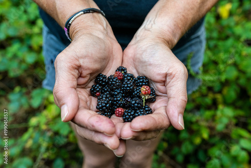 Woman’s hands holding fresh blackberries with a soft bokeh countryside background, symbolizing natural, organic, and healthy lifestyle.