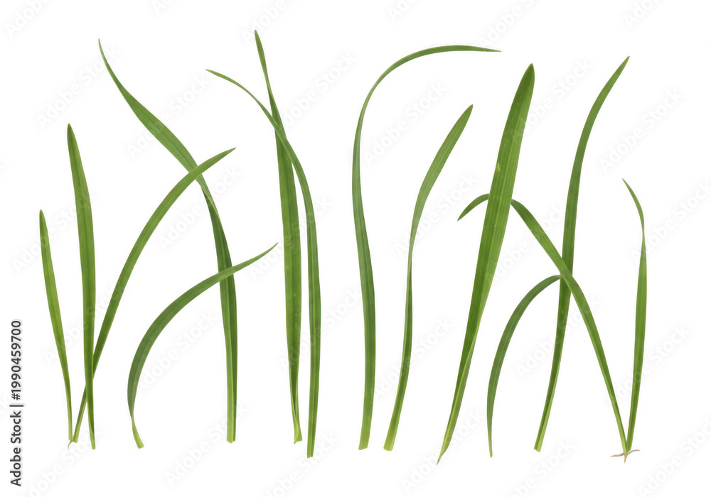 Fototapeta premium Close-up view of green grass blades with morning dew isolated on transparent background