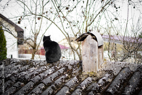 Foto Seated black cat with orange collar faces away on a mottled roof as bare branches trace the sky