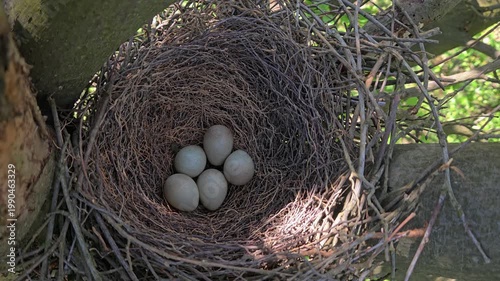 Eurasian Jay nest with eggs (Garrulus glandarius) - (4K)