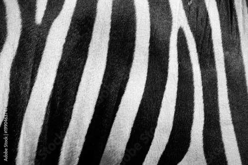 texture of wild zebra skin