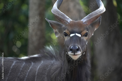 Obraz na płótnie Close-up portrait of a male Nyala (Tragelaphus angasii)  looking at the camera i