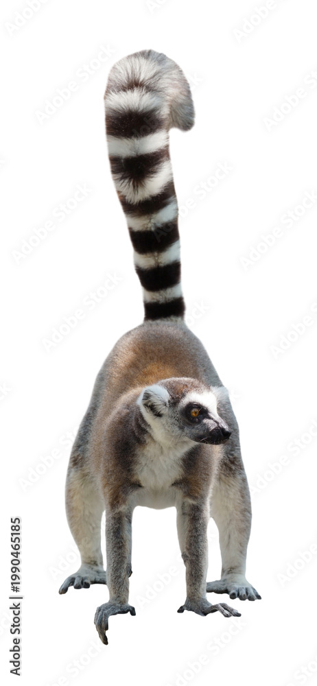 Fototapeta premium Ring-tailed lemur