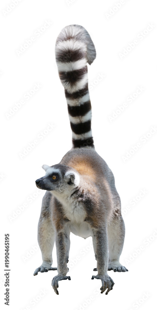Fototapeta premium Ring-tailed lemur