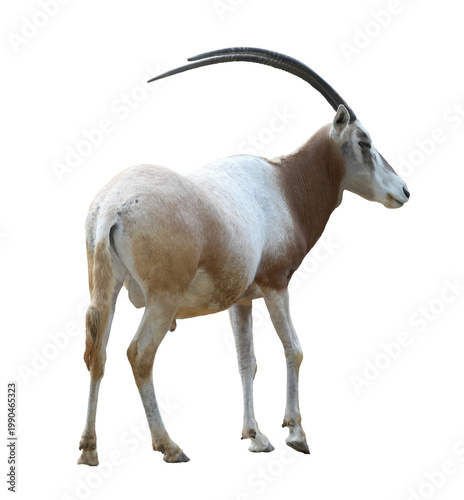 Scimitar-horned oryx (Oryx dammah) standing isolated