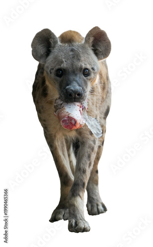 potted hyena carrying a piece of raw meat in its mouth