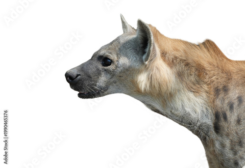 Spotted hyena  looking away , side view