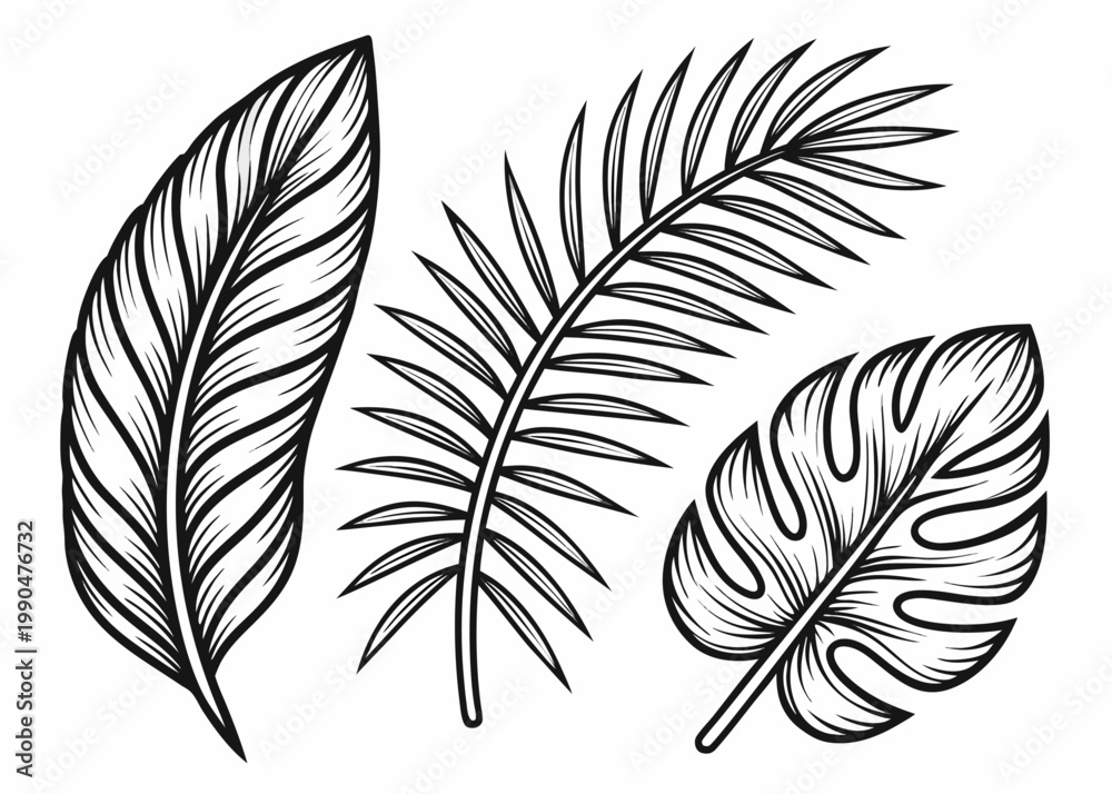 Obraz premium A collection of three different tropical plant leaves including a banana leaf and a palm frond is shown in detailed black and white line art.