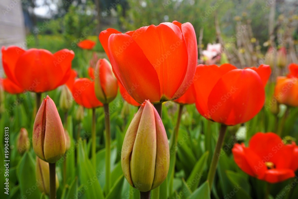 Obraz premium Blumenbeet mit roten Tulpen in Garten im Frühling