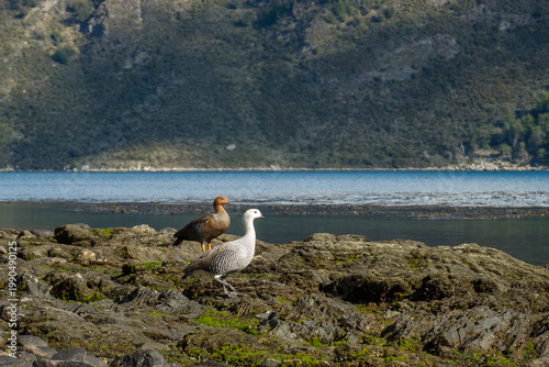 Tableau sur toile Male and female magellan goose together at Tierra del Fuego National Park in Ush