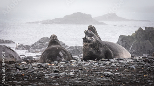 Photos Group of Southern Elephant Seals , antarctica