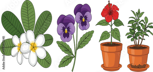 Botanical Flower Collection with Potted Plants, Hibiscus, Pansy and Tropical Leaves, Detailed Natural Floral Elements for Garden Design and Vector Illustration.