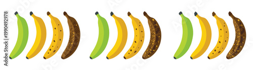 Flat Vector Graphic Illustration and Design Bundle : Large Collection of Banana Ripening Stages Including Unripe Green Ripe Yellow and Overripe Brown Fruit for Nutrition Isolated on White
