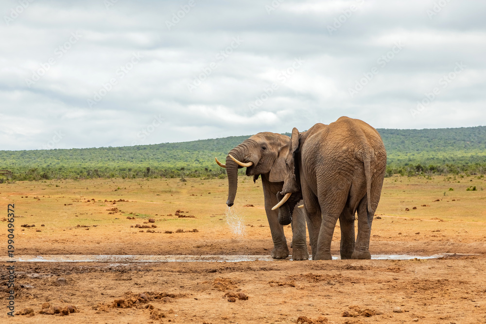 Fototapeta premium Elephant in Addo Elephant Safari Park