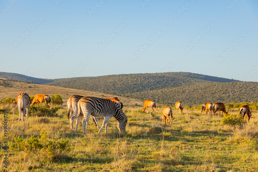 Fototapeta premium Zebra in Addo Elephant Safari Park