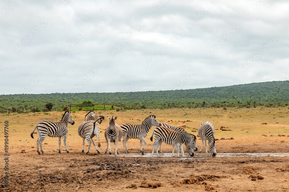 Fototapeta premium Zebra in Addo Elephant Safari Park